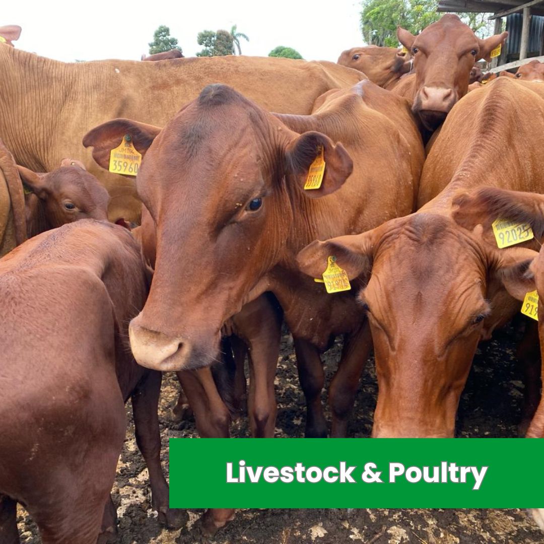 Livestock & Poultry